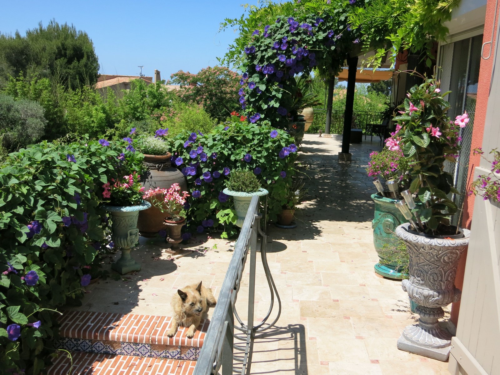 Terrasse fleurie de La Chamade